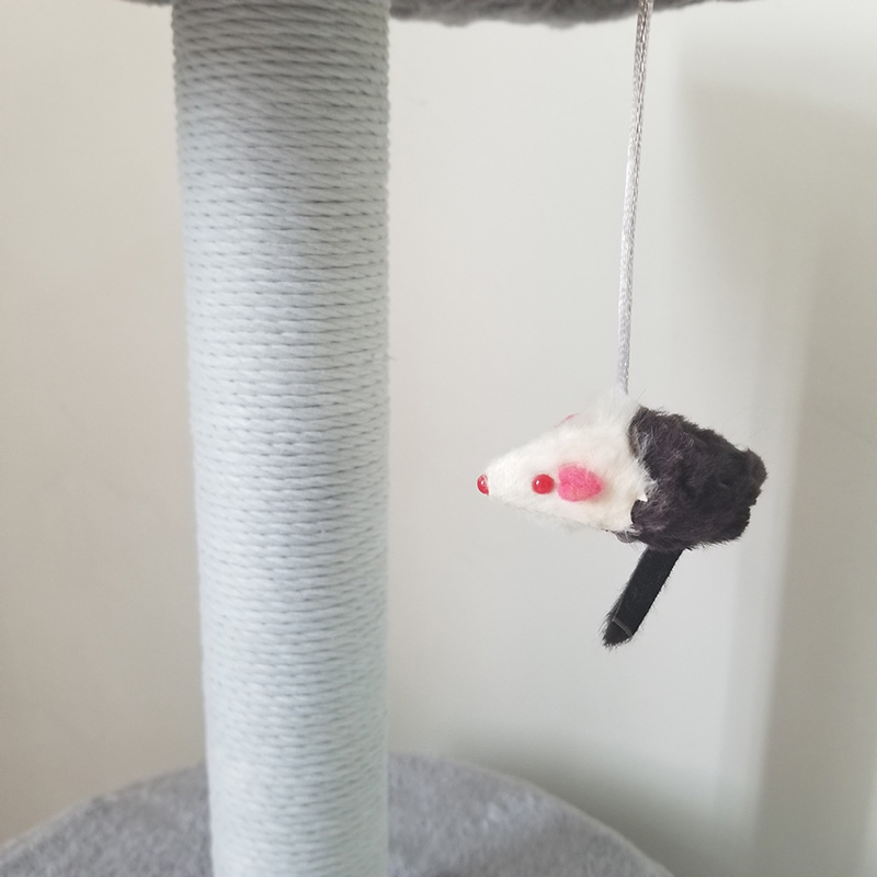 cat climbing house 7